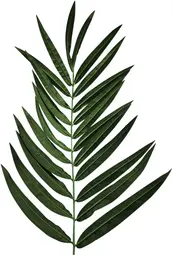 Plante Phoenix Feuille - Vert
