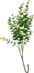 Plante Eucalyptus Tige - Vert