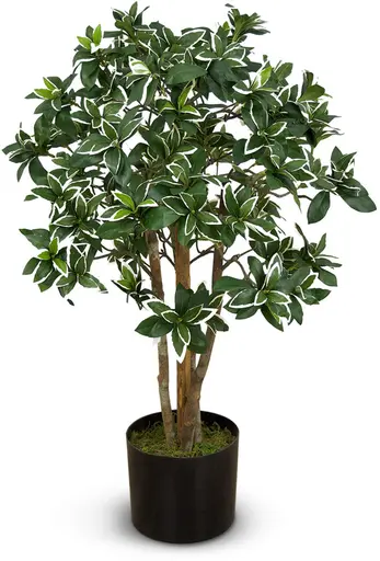 Plante Pittosporum artificielle - 33" H - Vert