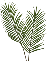 Feuille Palmier - Vert