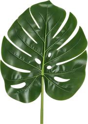 Feuille Monstera - Vert