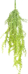 Senecio Vine plant stem - 33" H - Green