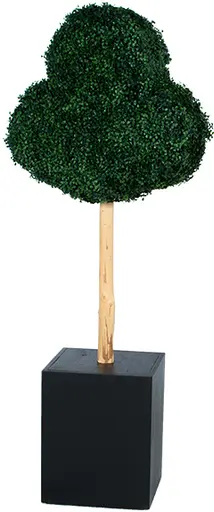 Boxwood casino - Trèfle - Buis