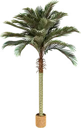 Palmier - 7' H - Vert