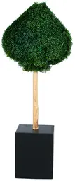 Boxwood casino - Pique - Buis