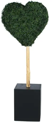 Boxwood casino - Coeur - Buis