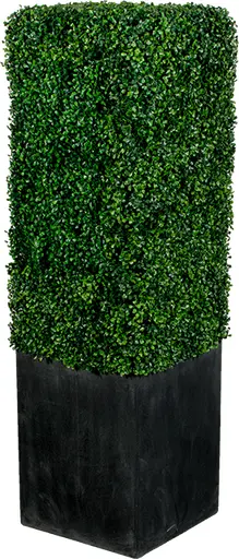 Boxwood - Carré - Buis & Noir