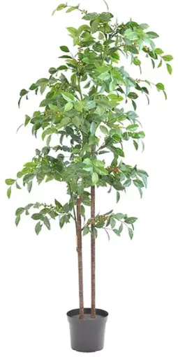 Artificial coffee tree plant - 60" H - Green
