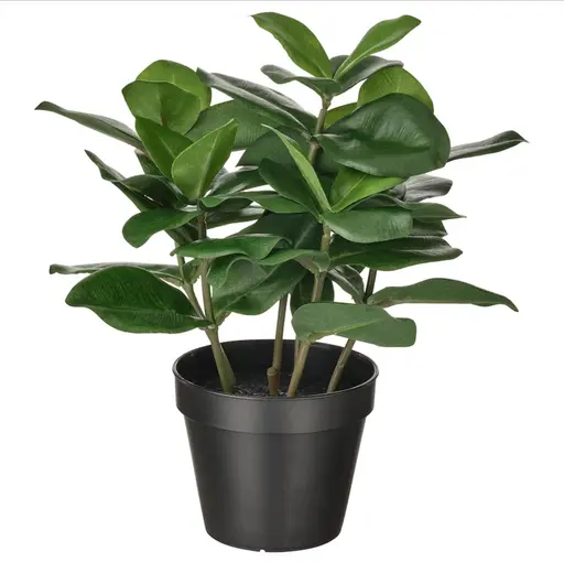 Plante Clusia artificielle - 12.5" H - Vert