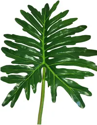 Plante Sellum Feuille - Vert