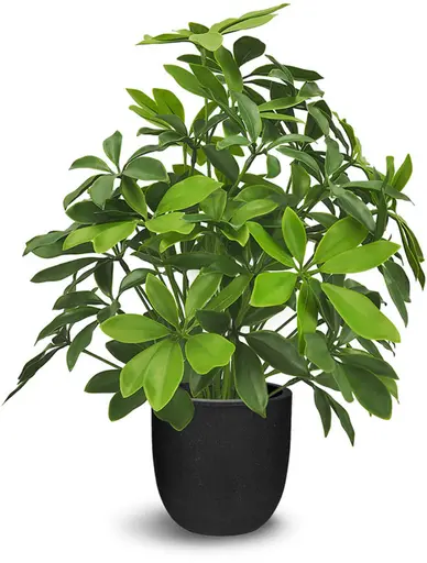 Plante Schefflera artificielle - 20" H - Vert