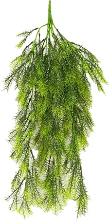 Plante Asparagus Tige - 26" H - Vert