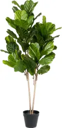 Plante Figuier Lyre artificielle - 58" H - Vert