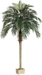 Palm tree - 7' H - Green