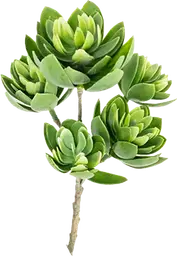 Echeveria plant stem - 13" H - Green