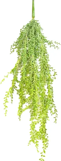 Plante Vigne Senecio Tige - 33" H - Vert