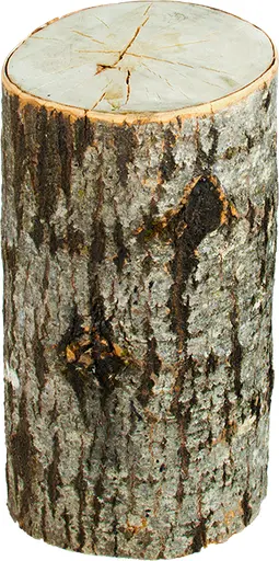 Log