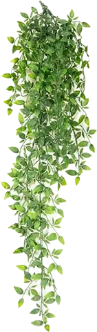 photo du produit