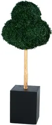 Boxwood casino - Trèfle - Buis