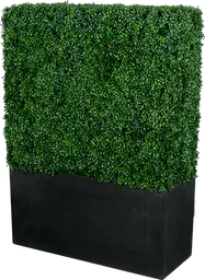 Boxwood - Rectangulaire - Buis & Noir