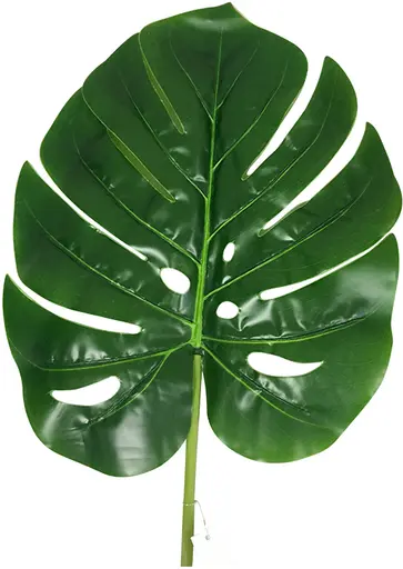 Plante Monstera Feuille - Vert