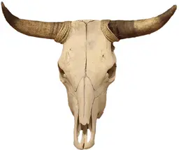 Crâne de Boeuf