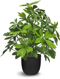 Plante Schefflera artificielle - 20" H - Vert