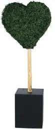 Boxwood casino - Coeur - Buis