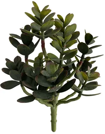 Pilea plant stem - 9" H - Green