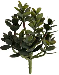 Pilea plant stem - 9" H - Green