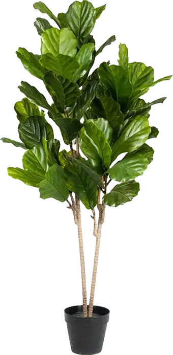 photo du produit