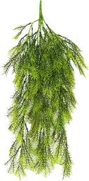 Plante Asparagus Tige - 26" H - Vert