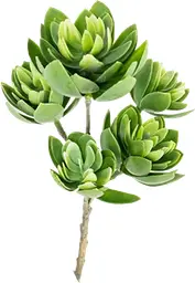 Plante Echeveria Tige - 13" H - Vert