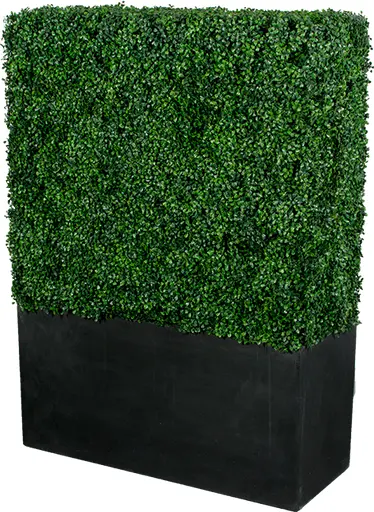 Boxwood - Rectangular - Boxwood & Black