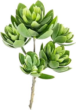 photo du produit