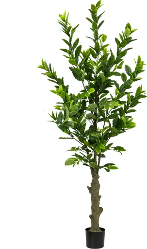 Plante Citronnier artificielle - 62" H - Vert