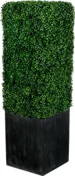 Boxwood - Square - Boxwood & Black
