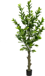 Plante Citronnier artificielle - 62" H - Vert