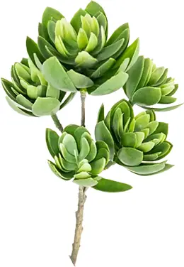 Echeveria plant stem - 13" H - Green