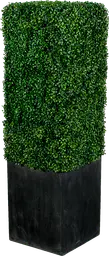 Boxwood - Square - Boxwood & Black