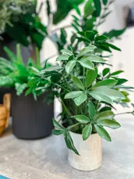 Plante Schefflera artificielle - 20" H - Vert utilisé dans le cadre de la réalisation Bungalow Pittosporum FR
