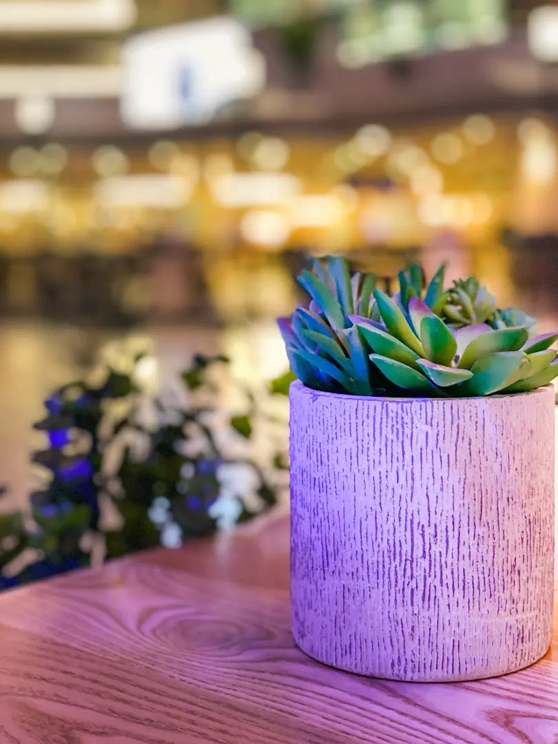 Plante Succulente artificielle - 4.75" H - Vert utilisé dans le cadre de la réalisation Barcelone Succulenete