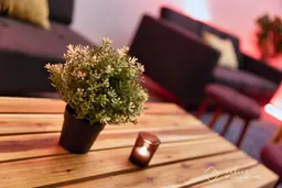 Plante Thym artificielle - 8.75" H - Vert utilisé dans le cadre de la réalisation Lancement   Le Bungalow 2024 19 FR