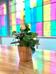 Artificial Clusia plant - 12.5" H - Green used in the inspiration Palais Des Congrès Verdure EN