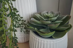 Artificial Succulent plant - 4.75'' H - Green used in the inspiration Succulente