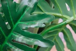 Sellum leaf - Green used in the inspiration Fleur 10