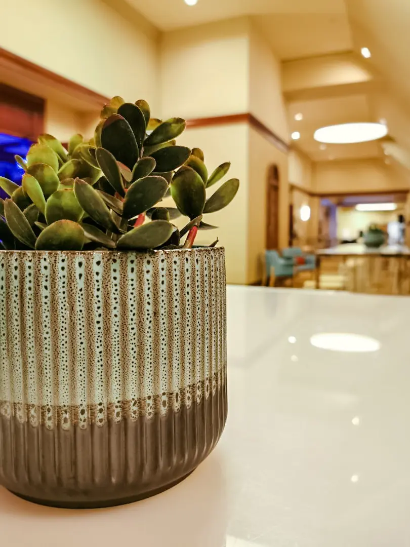 Pilea plant stem - 9" H - Green used in the inspiration Aria