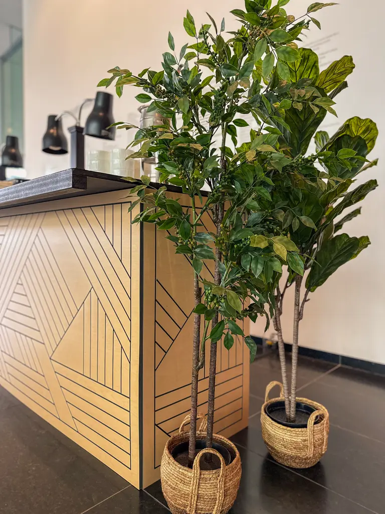 Mnbaq Arbre FR