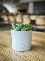 Artificial Succulent plant - 4.75'' H - Green used in the inspiration Shaw Center Img 2221 EN