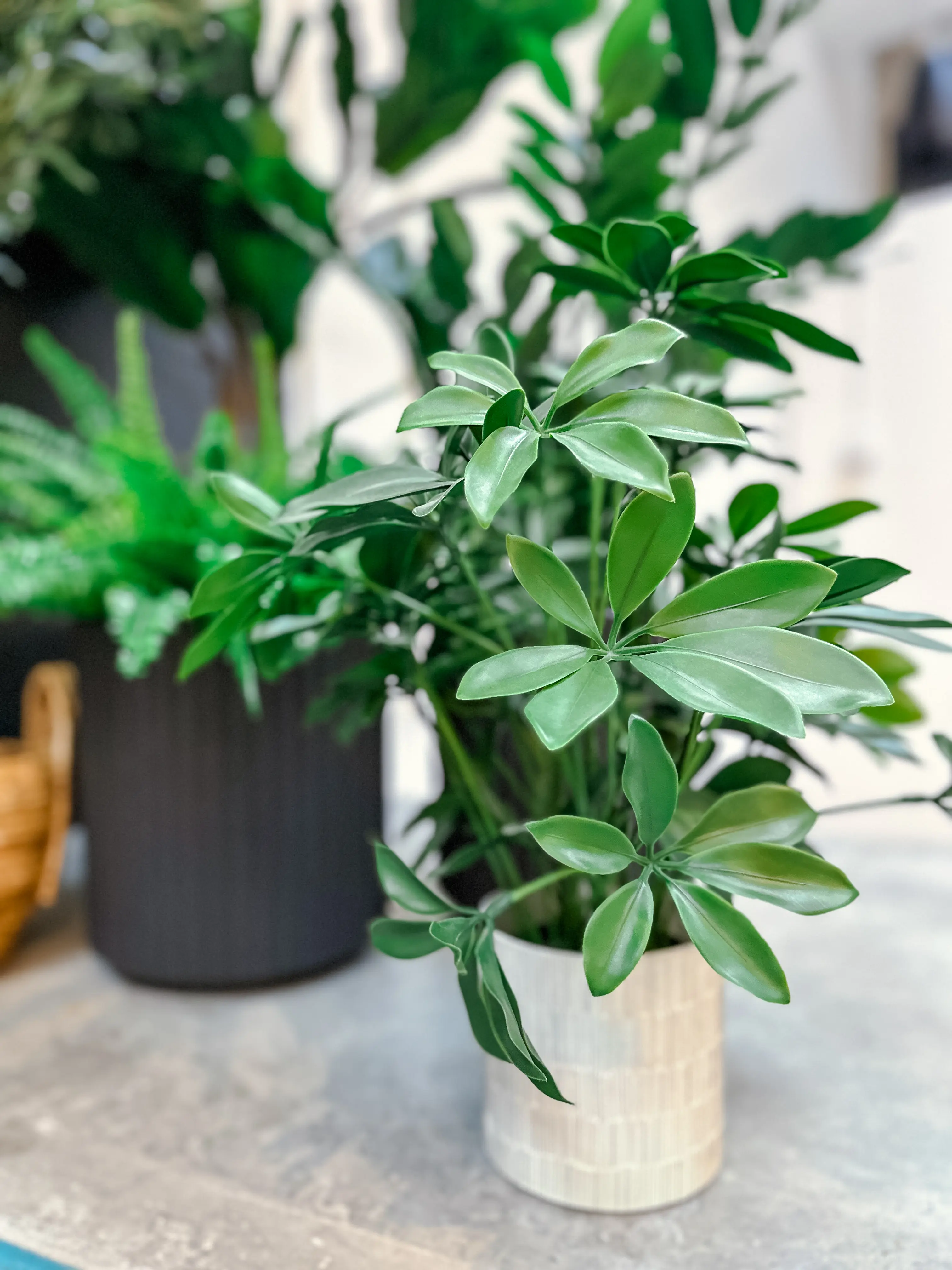 Artificial Schefflera plant - 20" H - Green used in the inspiration Bungalow Pittosporum EN